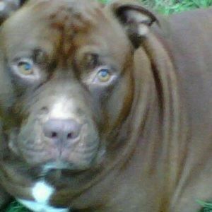 Meet your Posher, Gene